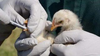 बिहार के सुपौल में Bird Flu की दस्तक, अलर्ट मोड में प्रशासन, मारे जा रहे पक्षी