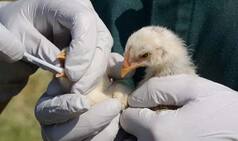 First Case of Human Infection From Bird Flu H5N8 Virus Strain Reported in Russia