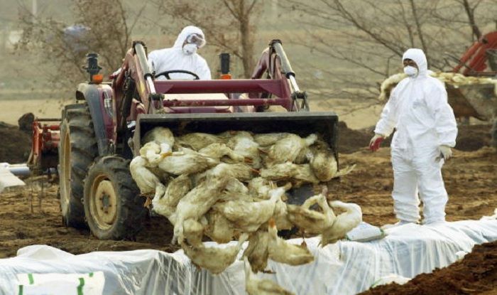 Bird Flu Outbreak: Is It Safe To Consume Meat, Eggs Amidst Avian Flu Scare?