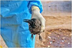 What is H10N3 Bird Flu And Why We Don't Need to Worry a Lot