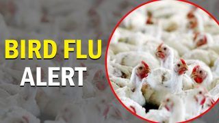 Bird Flu in Gujarat:   गुजरात में पहली बार मुर्गियों में पाया गया बर्ड फ्लू, जंगली पक्षी भी संक्रमित