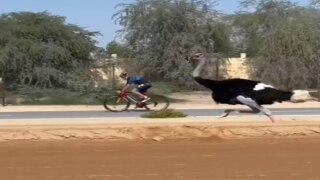 Amazing: दुबई के क्राउन प्रिंस ने शुतुरमुर्ग के साथ लगाई रेस, देखें Viral Video