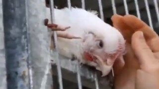 Chicken Video: Bird Flu के बीच चिकन का ये वीडियो सोशल मीडिया पर वायरल, देख IAS हुईंं इमोशनल