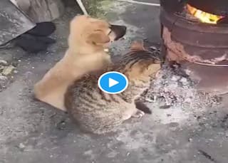 Viral Video: कड़कड़ाती ठंड में बिल्ली-कुत्ता बन गए दोस्त, साथ बैठकर सेंकी तंदूर की गर्मी, देखें...