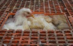 Avian Influenza: Centre Rushes Teams To Kerala To Probe Outbreak | Details Inside