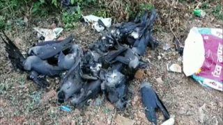 Bird Flu Scare: Chicken, Egg Shops Will Remain Closed For 15 Days in MP's Mandsaur