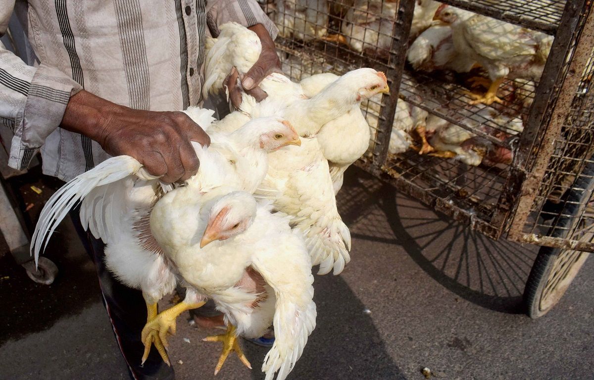 Bird Flu Outbreak in Six States, Chicken Sales Hit; Punjab, Assam Ban Poultry Import