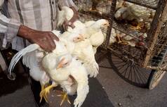 Bird Flu Outbreak Confirmed in 12 States So Far | Check Full List Here
