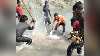 Video Captures 3 Men Using Axe and Lathis To Kill Rare Gangetic Dolphin, Laugh After Watching Blood