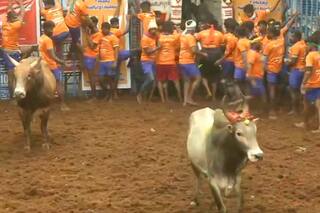 Jallikattu Begins in Tamil Nadu's Madurai Amid COVID Restrictions | WATCH Here