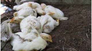 No Possibility of Bird Flu Currently in Noida: District's Chief Veterinary Officer