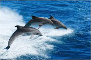 यूपी: नहर में पहुंची डॉल्फिन, लोगों ने 'जहरीली मछली' समझ पीट-पीट कर मार डाला