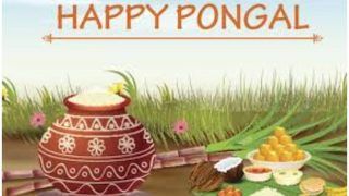 Pongal 2021: Time, History, Significance And How to Celebrate