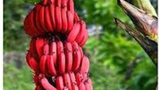 Red Banana Health Benefits: पीले नहीं अब करें लाल केले का सेवन, होश उड़ा देंगे इसके फायदे