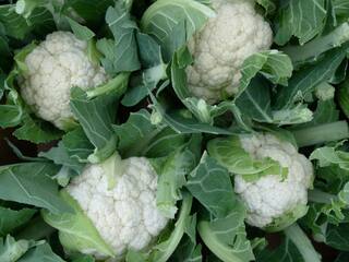 Cauliflower ₹1/Kg: Upset UP Farmer Throws 10 Quintals of Produce For Poors To Pick Free of Cost
