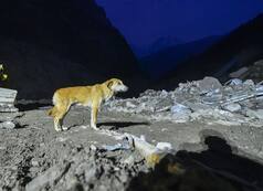 The Endless Wait: Dog Searches For Her Lost Puppies in Uttarakhand's Chamoli After Flash Floods