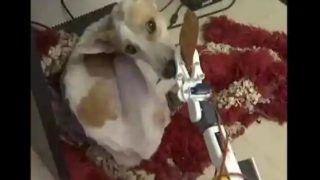 Man Builds Special Robot to Take Care of Disabled Dog in Lucknow