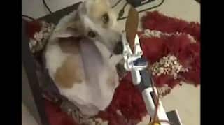 Man Builds Special Robot to Take Care of Disabled Dog in Lucknow