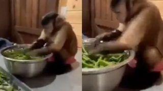 Viral Video: Cute Monkey Helps Woman in Cutting Vegetables, Netizens Are Amused | Watch