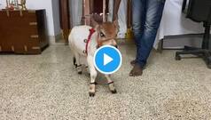Cute Cow Baby Viral Video Will Drive Away Your Tuesday Blues | Watch Awwdorable Video