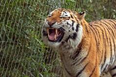 'Tiger Ko Bhi Hoti Hai Gudgudi? This Amazing Video Shows Tiger Laughing As Trainer Tickles It | Watch