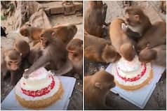 Pawri Ho Rahi Hai: Viral Video of Monkeys Eating Cake is The Sweetest Thing on Internet Today | Watch