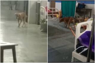 Woman, Awaiting Anti-Rabies Dose For Cat Bite, Bitten By Stray Dog Inside Kerala Hospital
