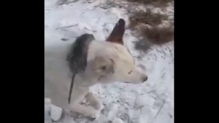 Animal Freeze Video Viral: -51 डिग्री सेल्सियस में खड़े-खड़े जम गए जानवर, देख सन्न रह जाएंगे आप