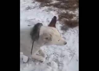 Animal Freeze Video Viral: -51 डिग्री सेल्सियस में खड़े-खड़े जम गए जानवर, देख सन्न रह जाएंगे आप