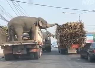 Elephant Viral Video: हाथियों ने दिनदहाड़े की गन्ने से भरे ट्रक में चोरी, देख बौरा जाएंगे...