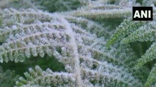 VIDEO: Layer of Frost Covers Plants & Grass in Munnar as Temperature Drops Below 0 | WATCH