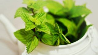 Mint Leaves: Rich in Vitamins, Great For Weight Loss, 10 Incredible Benefits of Adding Pudina to Your Diet