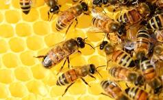 15 Million Baby Bees Could be Seized And Burned in This Country | Here's Why