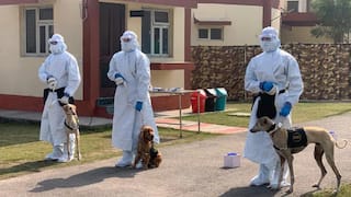 Indian Army Cuts Wait Time For COVID-19 Tests By Training Desi Dogs to Sniff Virus | Watch Video