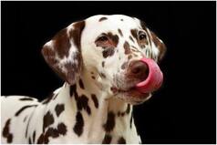Dogs Can Be 88 Percent Accurate in Sniffing COVID Cases: Study