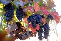Eating Grapes May Protect Your Skin Against Cancer