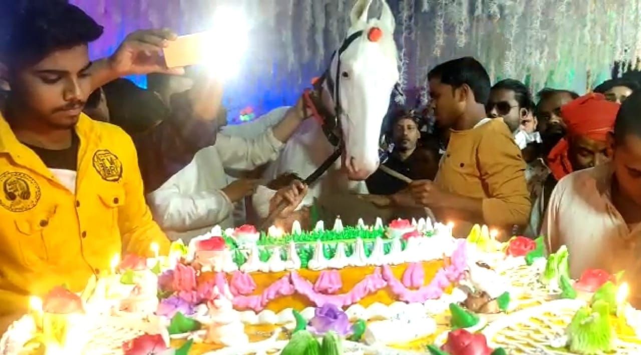 Horse Birthday: घोड़े का जन्मदिन, मालिक ने 50 पाउंड का काटा केक, आलीशान पार्टी - Horse birthday lavish party pound cake in bihar - Latest News & Updates in Hindi at India.com Hindi