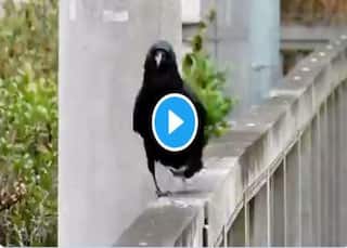 Crow Ramp Walk Video: स्टाइलिश कौए का कातिल रैंपवॉक, लोग बोले- तौबा ये मतवाली चाल...
