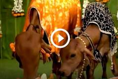 Viral Video: Baby Cows Decked Up With Silver Jewellery During Special Gau Puja | Watch