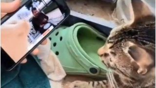'Vibing Cat’ Viral Video: Adorable Cat Enjoys Bilal Goregen's Song, Leaves Internet Amused | Watch