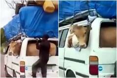Viral Video: Man Carries Cow in Car, Hilarious 'Jugaad' Video Amuses The Internet | Watch