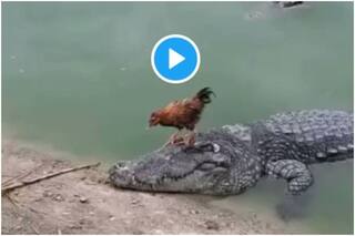 This 10 Second Viral Crocodile-Chicken Video Proves 'Jo Soyega Wo Khoyega' | Watch