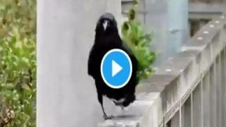 Viral Video: Sassy Crow Shows Off its 'Jalwa' in The Cutest Ramp Walk Ever | Watch