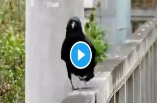 Viral Video: Sassy Crow Shows Off its 'Jalwa' in The Cutest Ramp Walk Ever | Watch