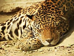 Delhi Zoo Gets A Makeover, Opens For Visitors From April 1
