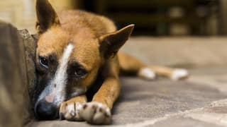 67-Year-Old Mumbai Man Rapes Female Stray Dog, Arrested After Act Caught on Camera