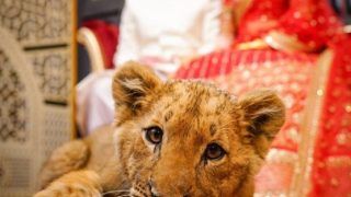 Couple Uses Sedated Lion Cub as 'Prop' For Wedding Photoshoot, Faces Backlash