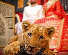 Couple Uses Sedated Lion Cub as 'Prop' For Wedding Photoshoot, Faces Backlash