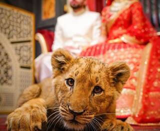 Couple Uses Sedated Lion Cub as 'Prop' For Wedding Photoshoot, Faces Backlash