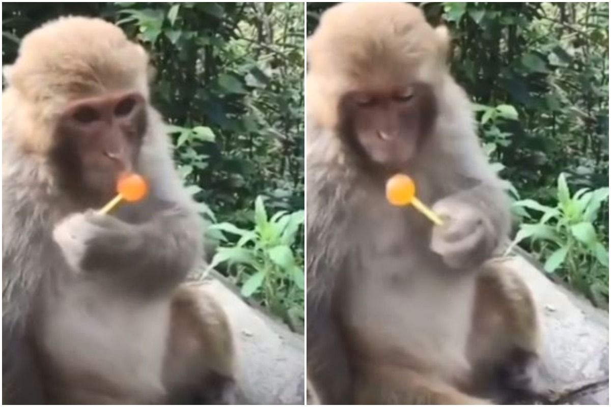 Dating monyet